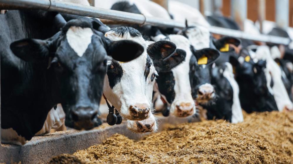 Kühe im Stall beim Fressen - Nachhaltige Tierhaltung Kühe fressen im Stall, gut versorgt mit Futter.